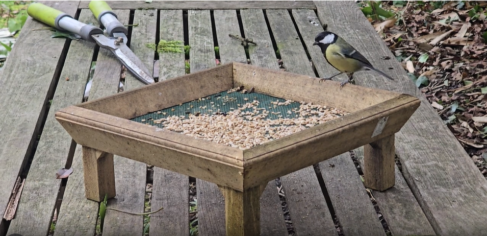 Great Tit on bird feeder
